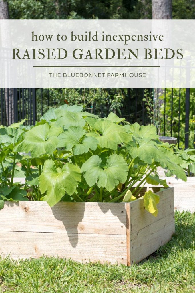 cedar raised garden bed filled with squash plants. text reads "how to build inexpensive raised garden beds"