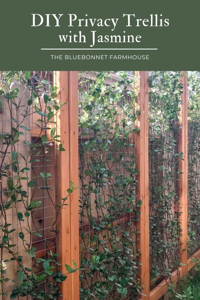 four diy trellises made of 2 by 4 wood studs and welded wire fence with trailing jasmine vines on a privacy fence. text reads "diy privacy trellis with jasmine - the bluebonnet farmhouse"