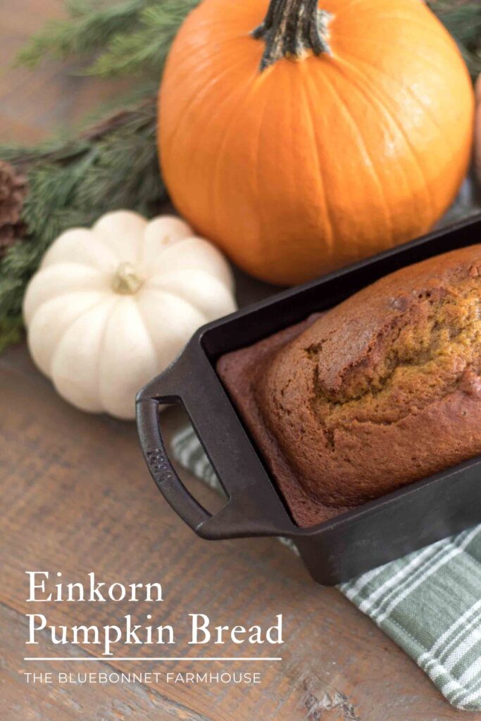 pumpkin bread with einkorn flour sitting on a green and white plaid handmade potholder with pumpkins and greenery in background. text reads "einkorn pumpkin bread - the bluebonnet farmhouse"